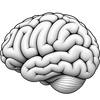 Supports normal nervous system function.